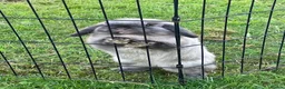 Mini Lop rabbits for sale: Beautiful mini Lops - Advert 1