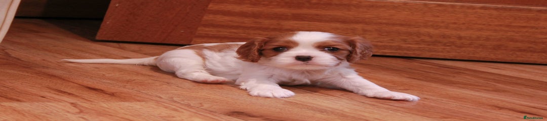 Cavalier King Charles Spaniel Puppy 1