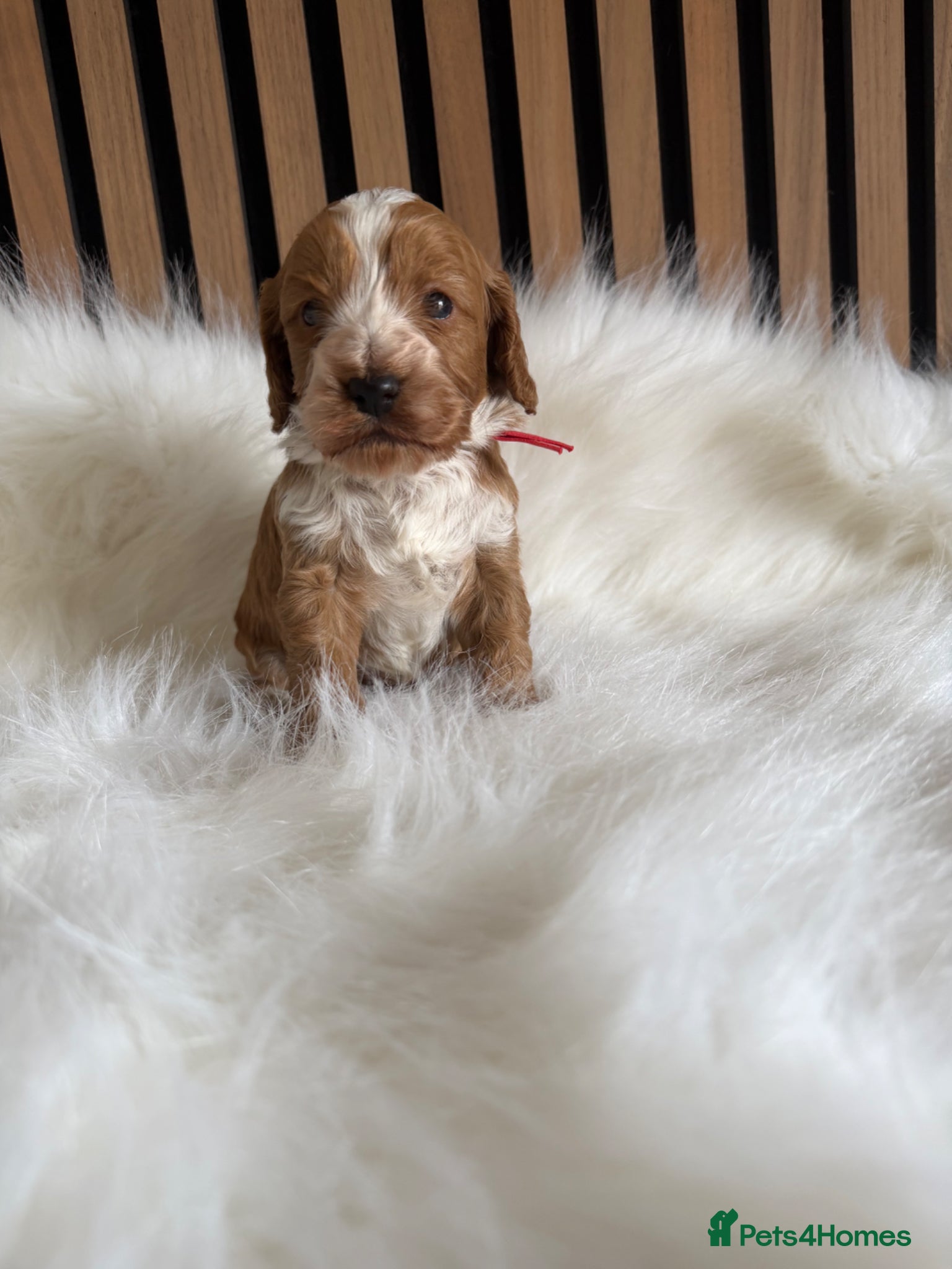 Cockapoo dogs ♦️🐾 F1 Cockapoo Puppies •  Pedigree •DNA Tested✅  - Advert 16
