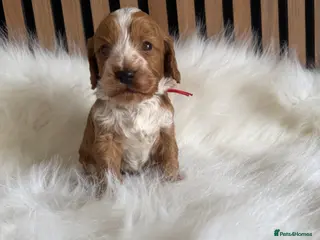 Cockapoo dogs ♦️🐾 F1 Cockapoo Puppies • Pedigree •DNA Tested✅ - Advert 16