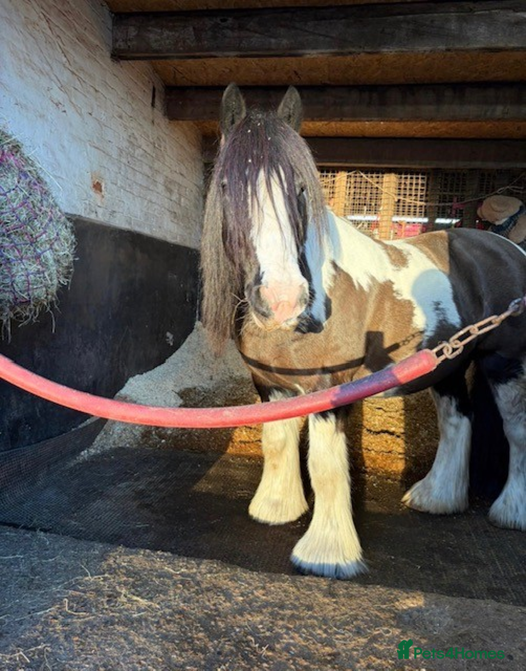 Irish Cob horses for sale: Marley 14yrs 13,3 coloured cob - Advert 3
