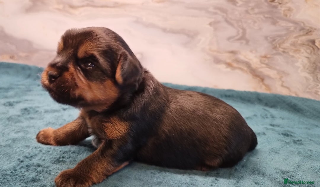 Yorkshire Terrier dogs for sale: 4 Lovely puppies  - Advert 7