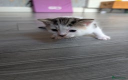 Siberian cats for sale: Georgeous Siberian (mix) kittens - Image 3