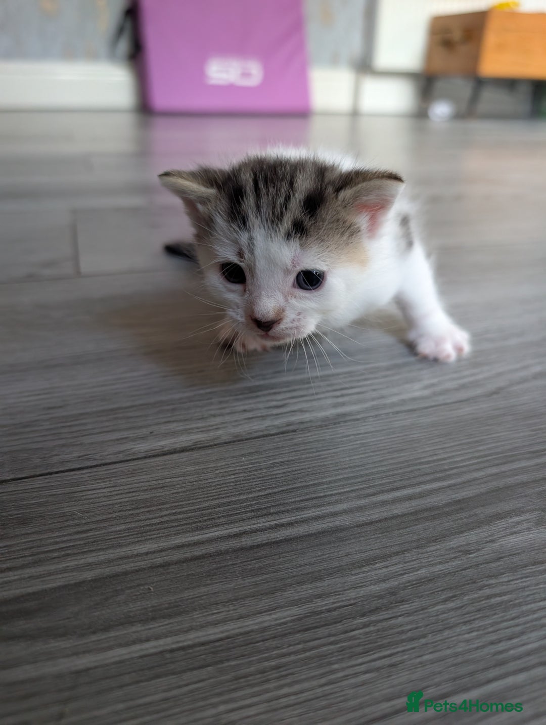 Siberian cats for sale: Georgeous Siberian (mix) kittens - Image 3