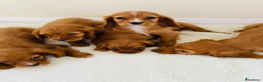 Cockalier 2