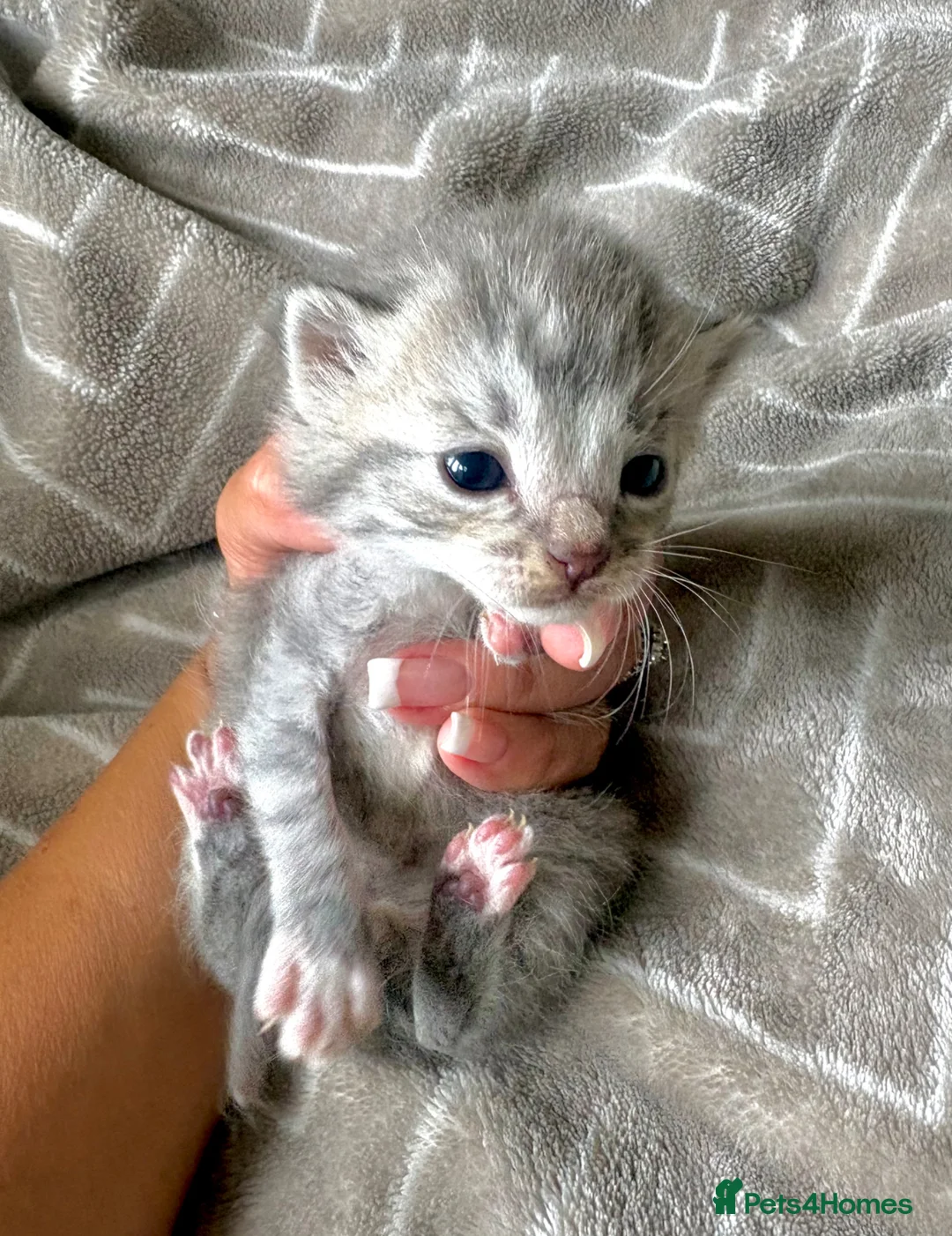 Mixed Breed cats for sale: Silver Tabby Exotic Kittens For Sale - Advert 1