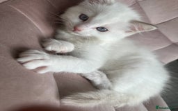 Ragdoll cats for sale: Gorgeous Rare White boy and blue mitted boy  - Image 20