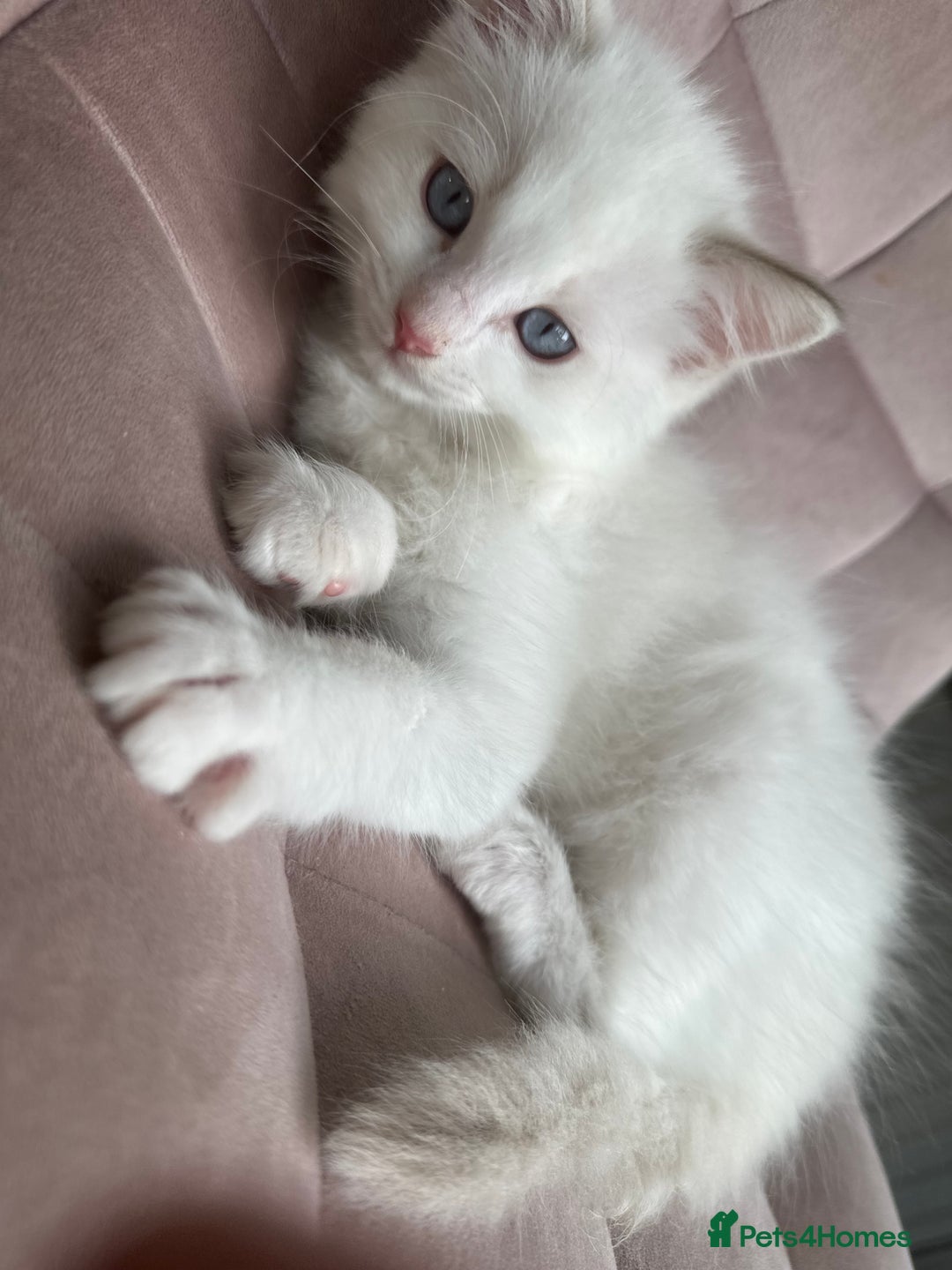 Ragdoll cats for sale: Gorgeous Rare White boy and blue mitted boy  - Image 20