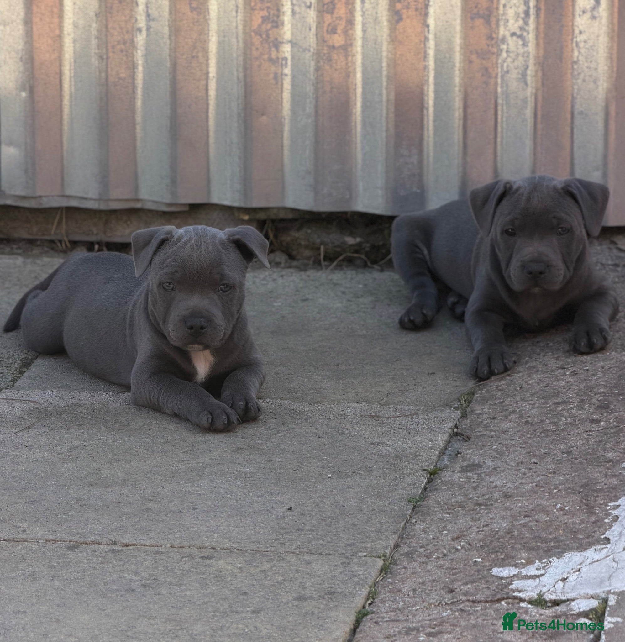 Staffordshire Bull Terrier dogs Health Tested KC Staffordshire Bull Terriers - Advert 1