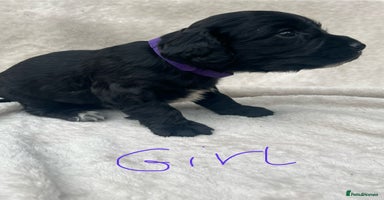 Cocker Spaniel dogs - Advert 8