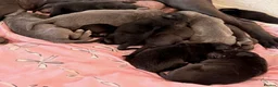 Cane Corso dogs for sale: Cane Corso male  in Swindon - Advert 2
