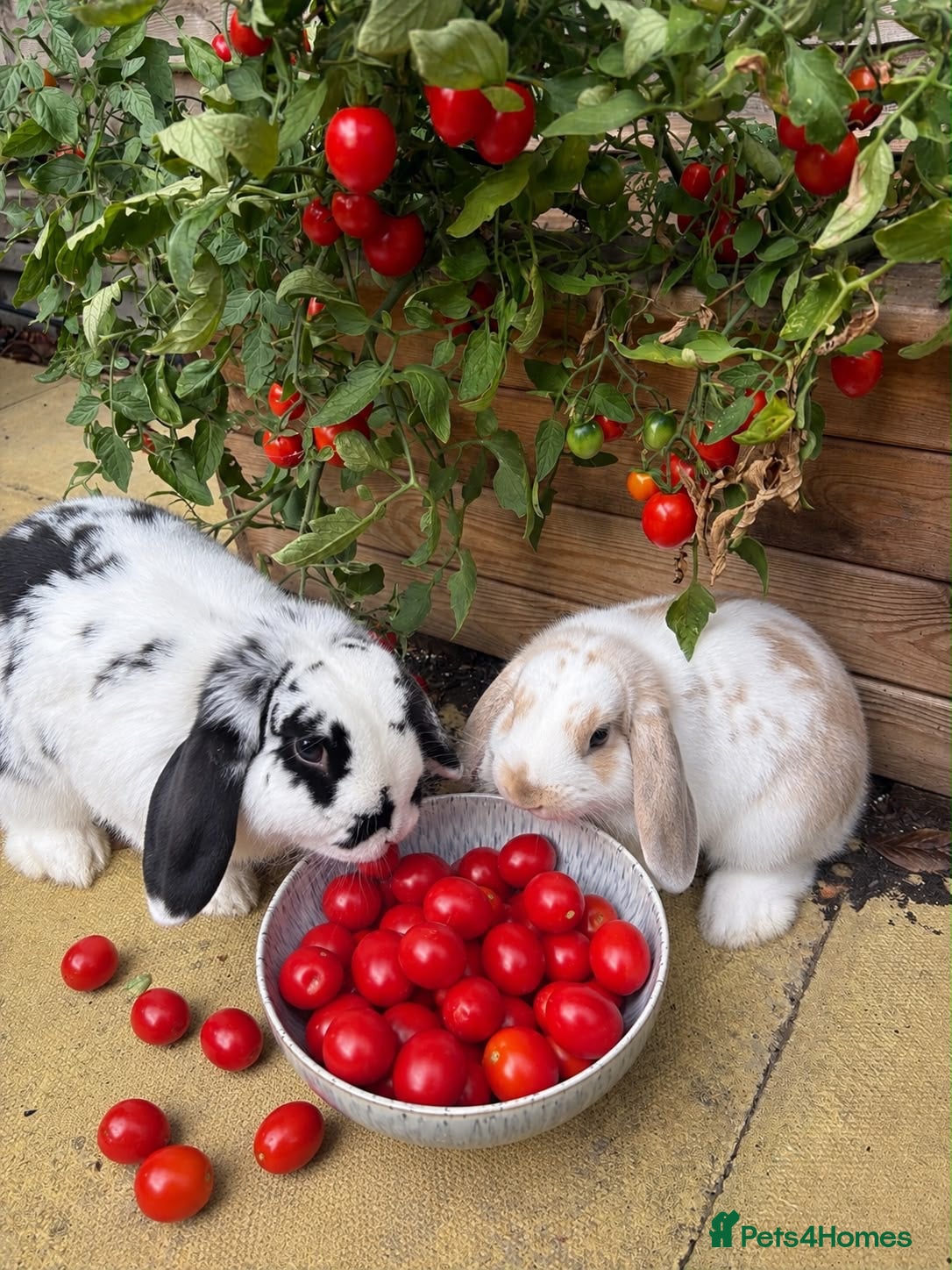 Mini Lop rabbits Pair of bunnies  - Advert 1