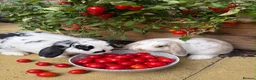 Mini Lop rabbits for sale: Pair of bunnies  - Advert 1