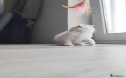 Ragdoll cats for sale: Purebred and Cute Ragdoll in Cardiff - Image 9