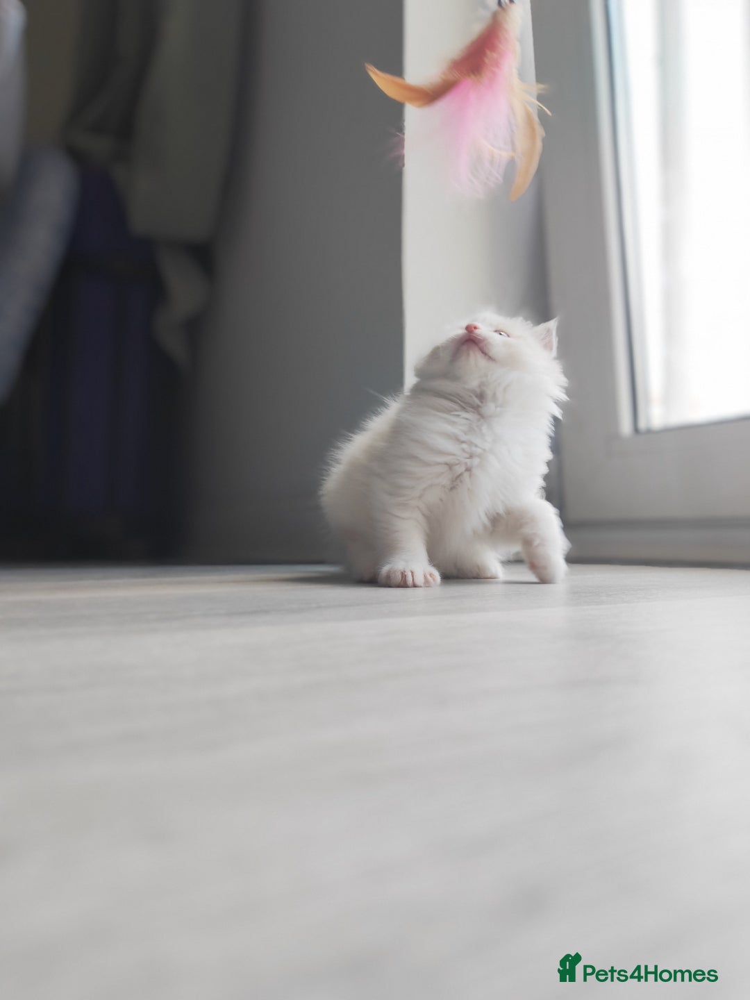 Ragdoll cats for sale: Purebred and Cute Ragdoll in Cardiff - Image 9