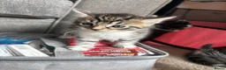 Mixed Breed cats for sale: 3 tabby 3 black and white - Advert 13