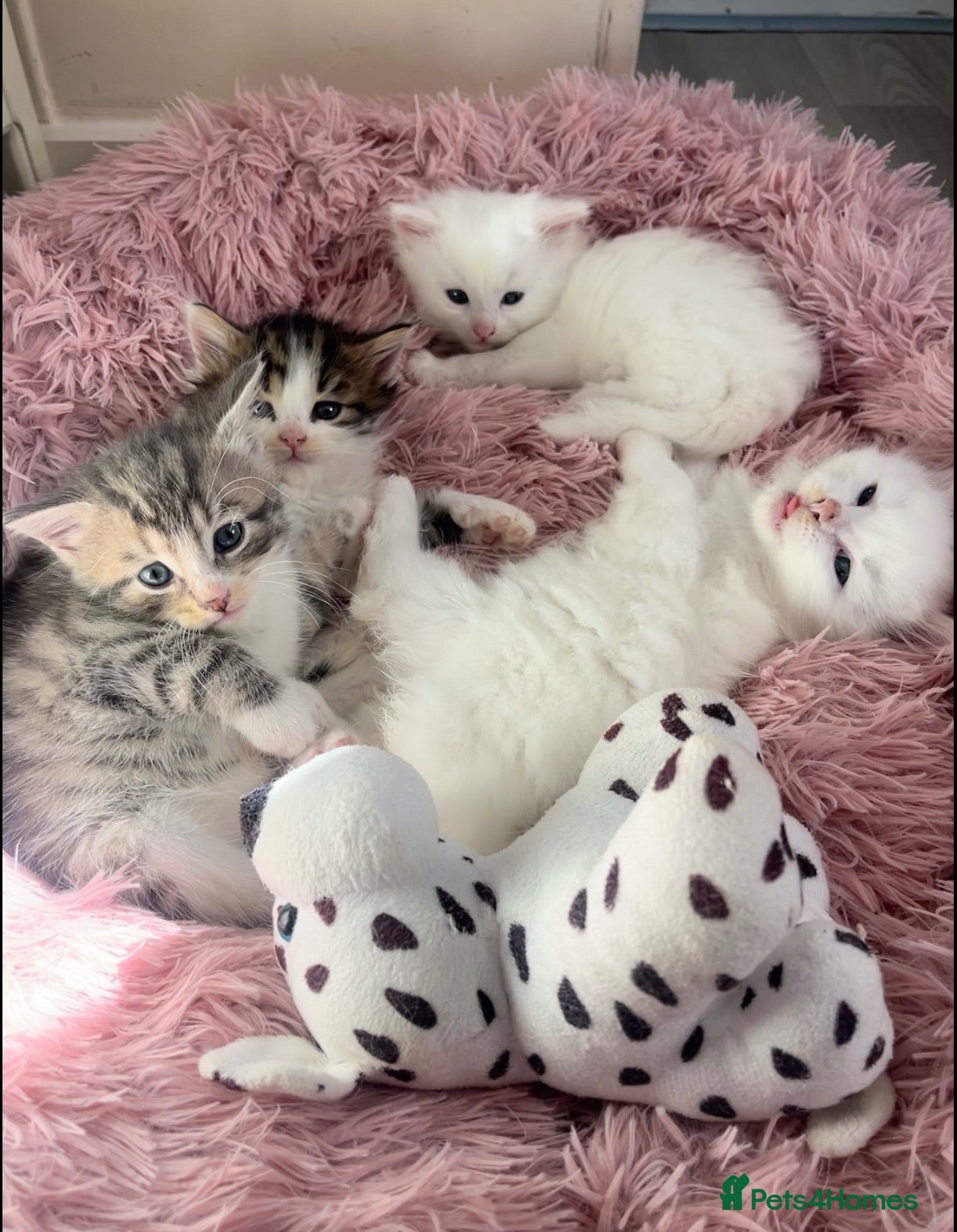 Siberian cats Four Fluffy kittens - Advert 6