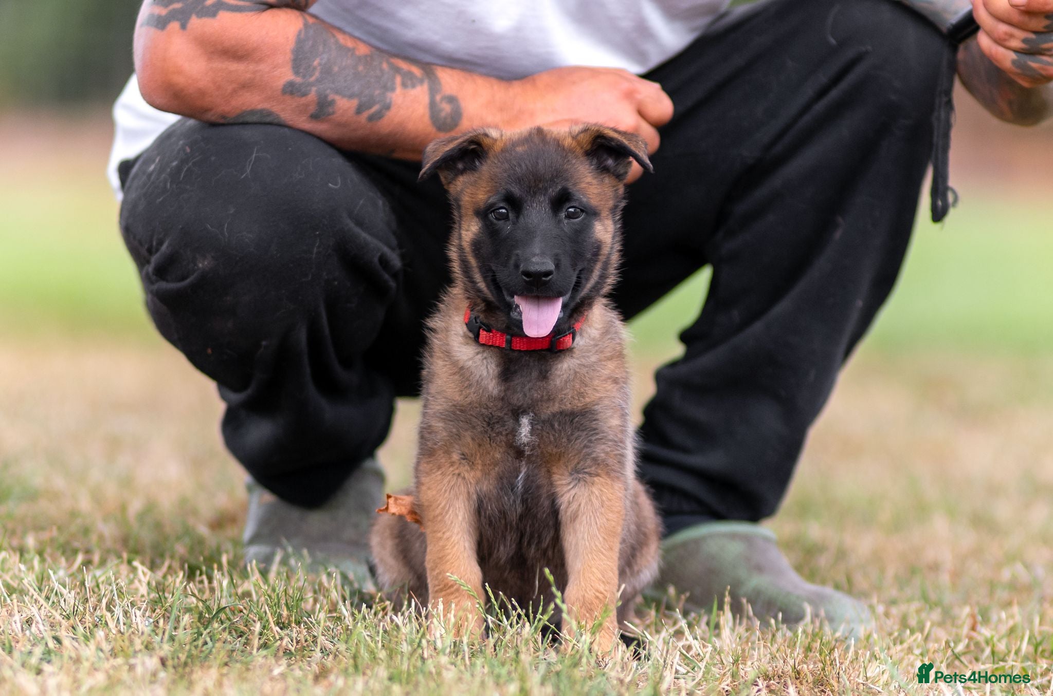 Belgian Shepherd Dog dogs KC registered NVBK line dog pup. - Advert 2