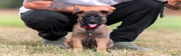 Belgian Shepherd Dog dogs for sale: KC registered NVBK line dog pup. - Advert 3