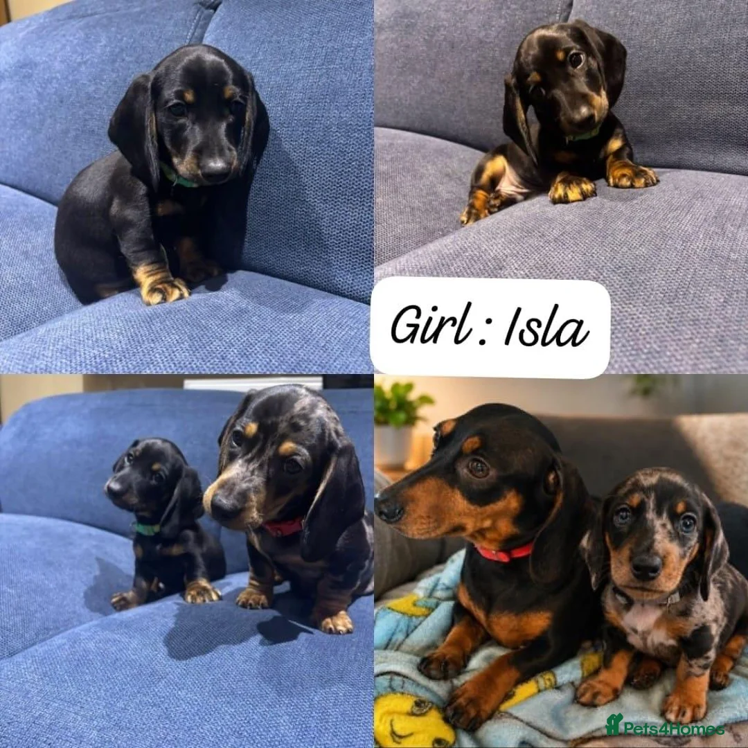 Miniature Dachshund dogs for sale: Miniature Dashboard Puppy For Sale in Carlisle - Advert 4
