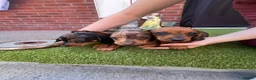 Miniature Dachshund dogs for sale: Miniature Dachshund  - Advert 18
