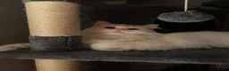 Persian cats for sale: Persian Chinchilla  - Advert 4