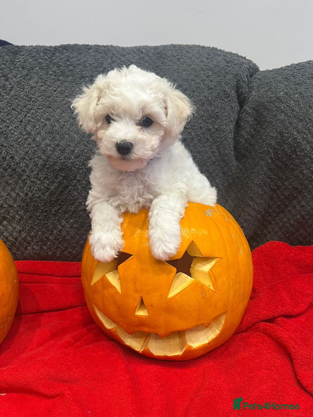 Bichon Frise dogs for sale: KC Registered Pedigree Bichon Frise Puppies - Image 11