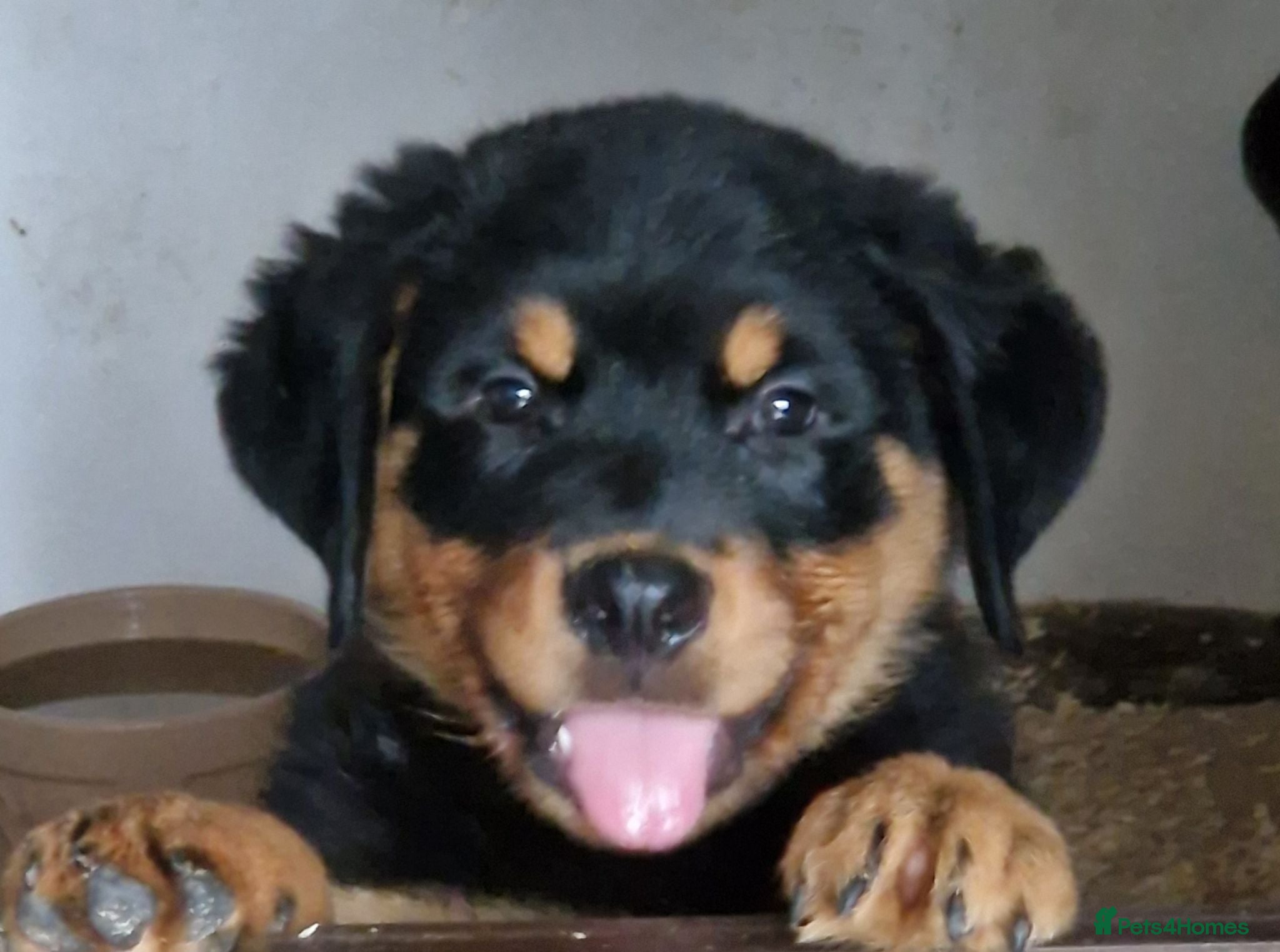 Rottweiler dogs Chunky Rottweiler pups - Advert 1