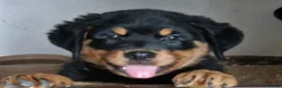 Rottweiler dogs for sale: Chunky Rottweiler pups - Advert 5