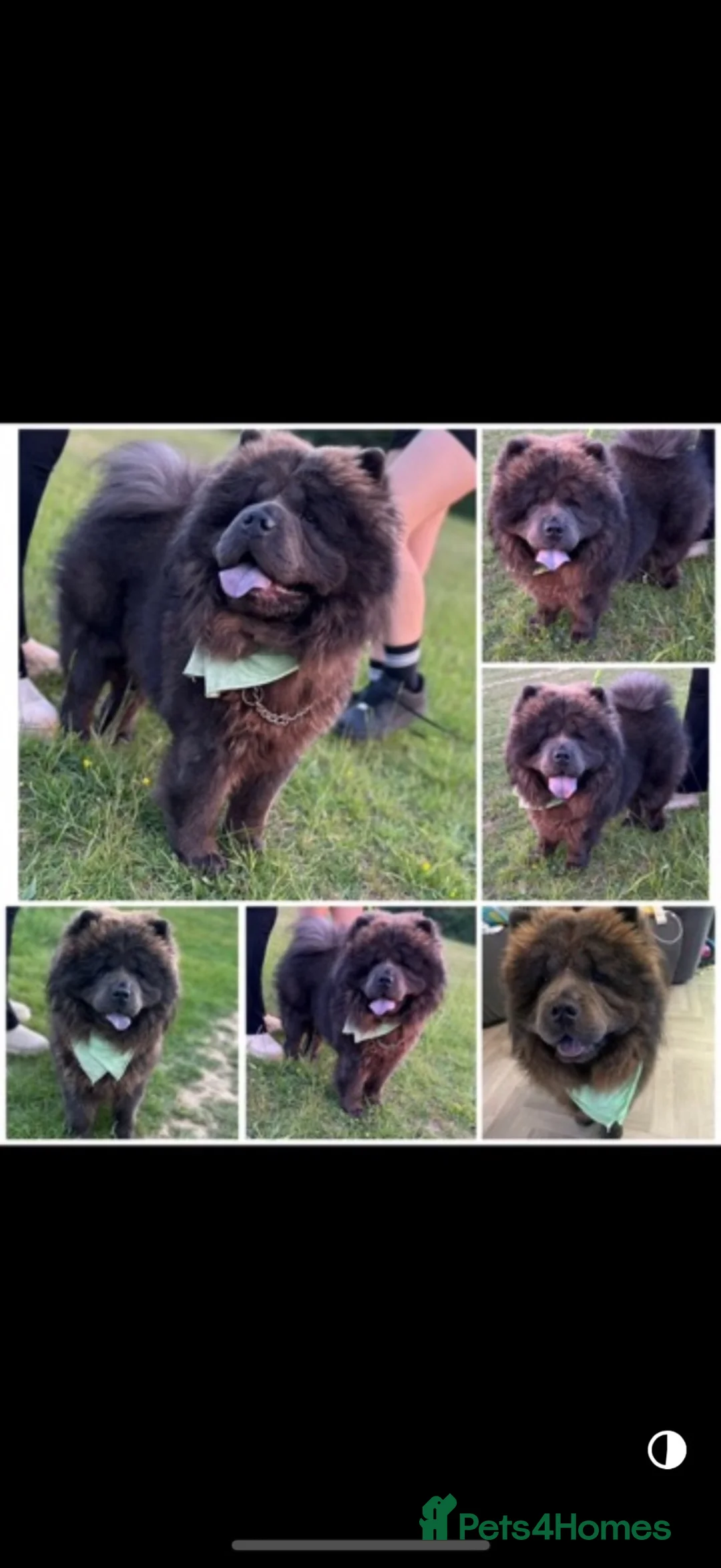 Mixed Breed dogs for sale: Chowchow mix puppies.  - Advert 4