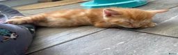 Mixed Breed cats for sale: Ready Saturday - Gorgeous Ragdoll X Ginger Kitten - Advert 6