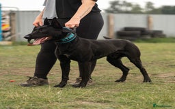 Belgian Shepherd Dog dogs for stud: Working Dutch Herder for stud  - Image 5