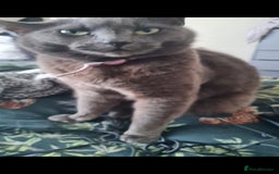 Mixed Breed rabbits for sale: Gorgeous female grey cat - Image 3
