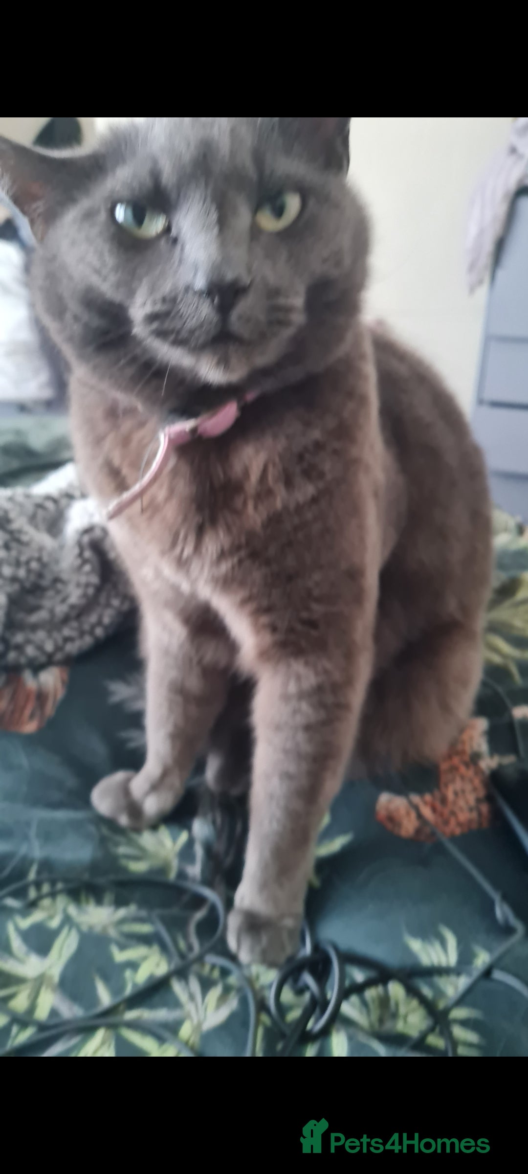 Mixed Breed rabbits for sale: Gorgeous female grey cat - Image 3