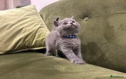 British Shorthair cats for sale: Gorgeous British shorthair kitten - Image 13