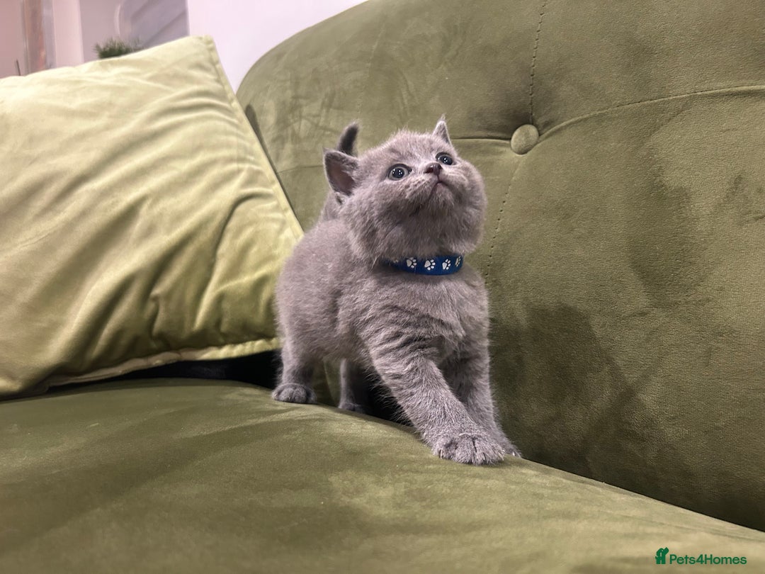 British Shorthair cats for sale: Gorgeous British shorthair kitten - Image 13