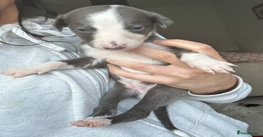 Whippet dogs - Advert 11