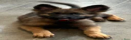German Shepherd dogs for sale: Beautiful German shepherd cross Belgium shepherd  - Advert 11