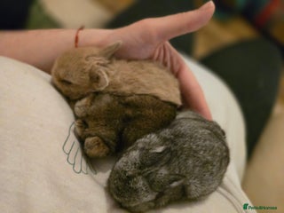 Netherland Dwarf rabbits Netherland dwarf babies bunnies - Advert 2