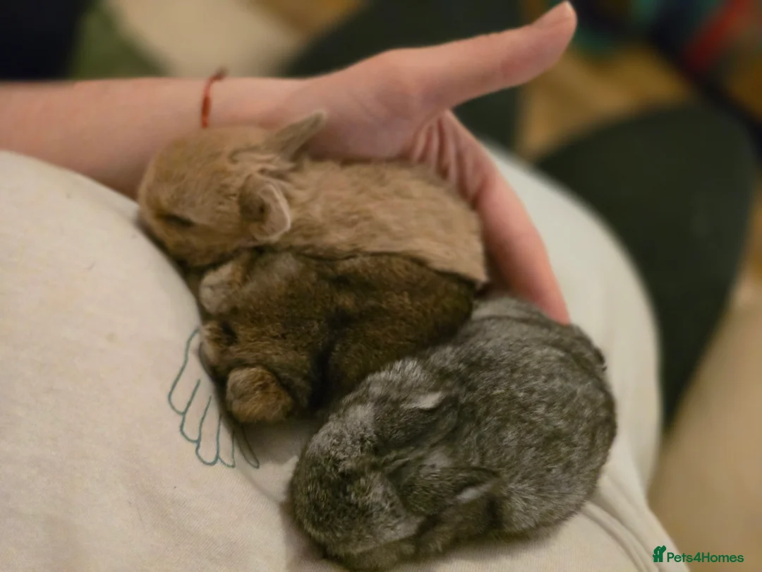 Netherland Dwarf rabbits for sale: Netherland dwarf babies bunnies - Advert 15