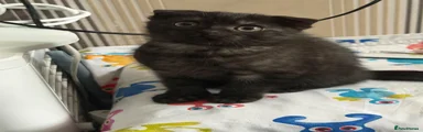 Cosmo