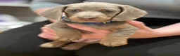 Miniature Dachshund dogs for sale: 🐾KC Miniature Dachshund Puppies 🐾 - Advert 2