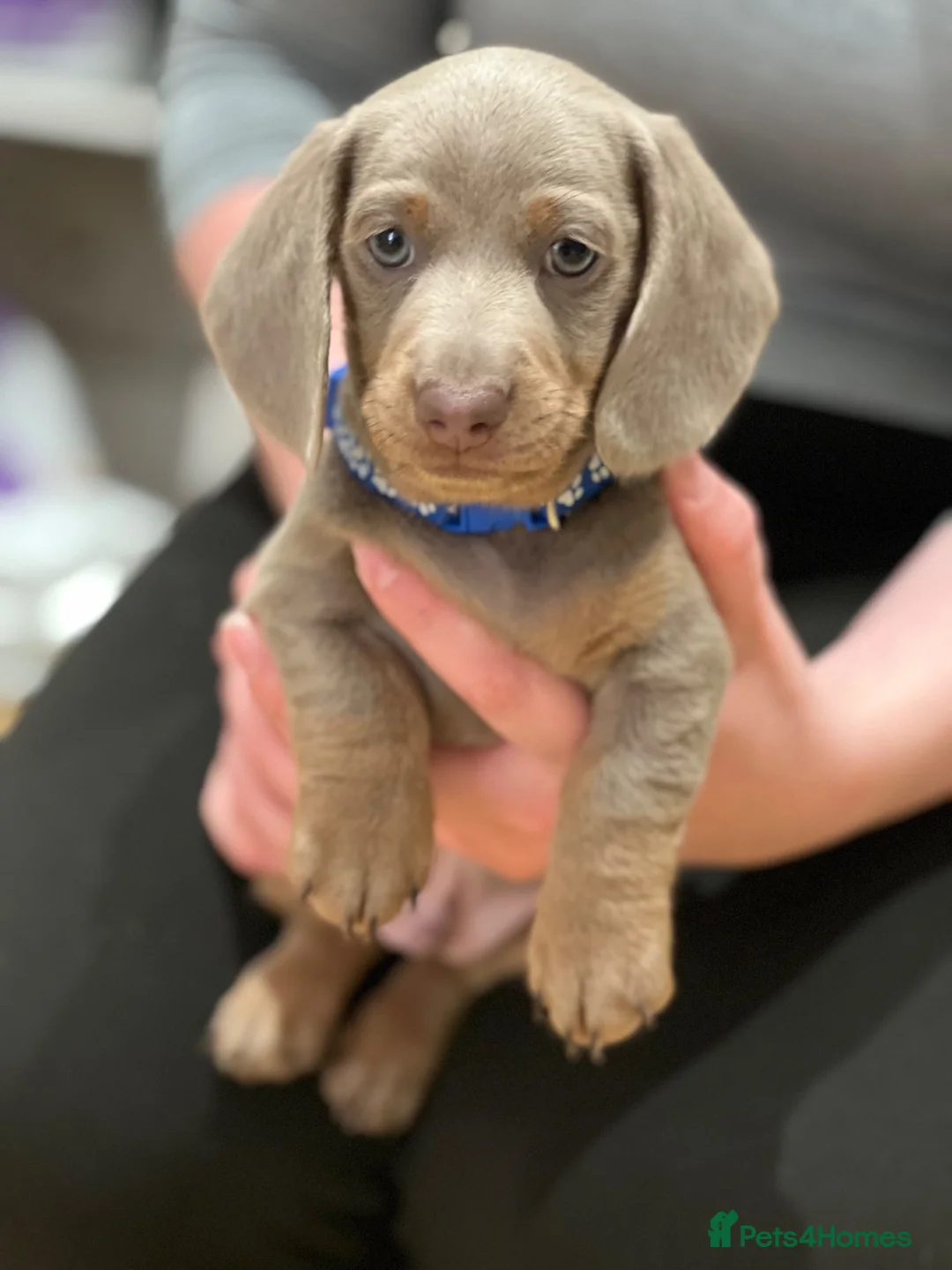 Miniature Dachshund dogs for sale: 🐾KC Miniature Dachshund Puppies 🐾 - Advert 2
