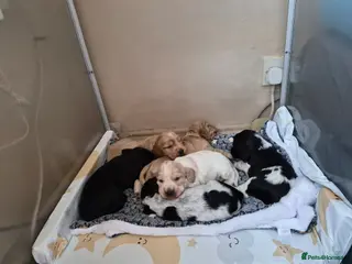 Cocker Spaniel dogs Open for reserve English Cocker Spaniel puppies - Advert 9