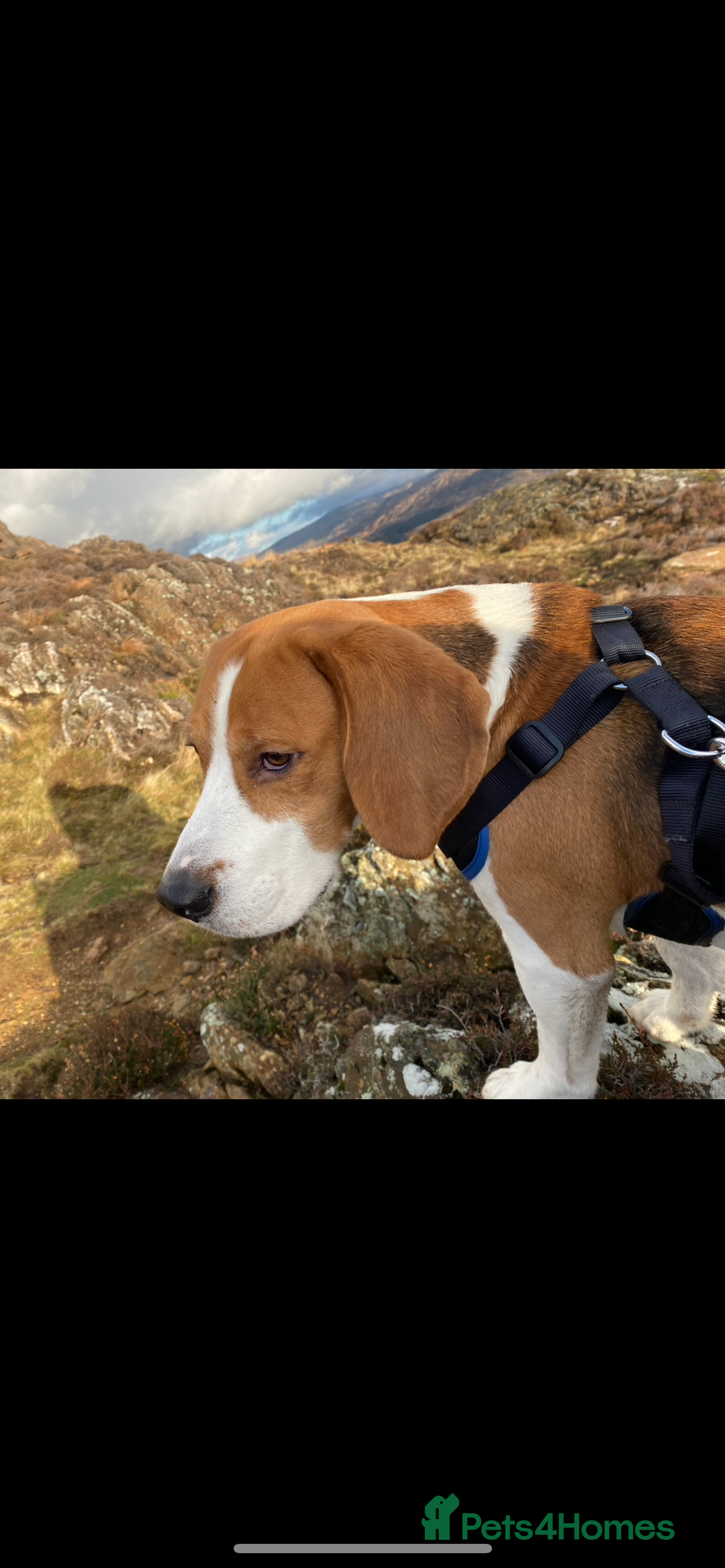 Beagle dogs for sale: Beagle looking for new home  - Image 1