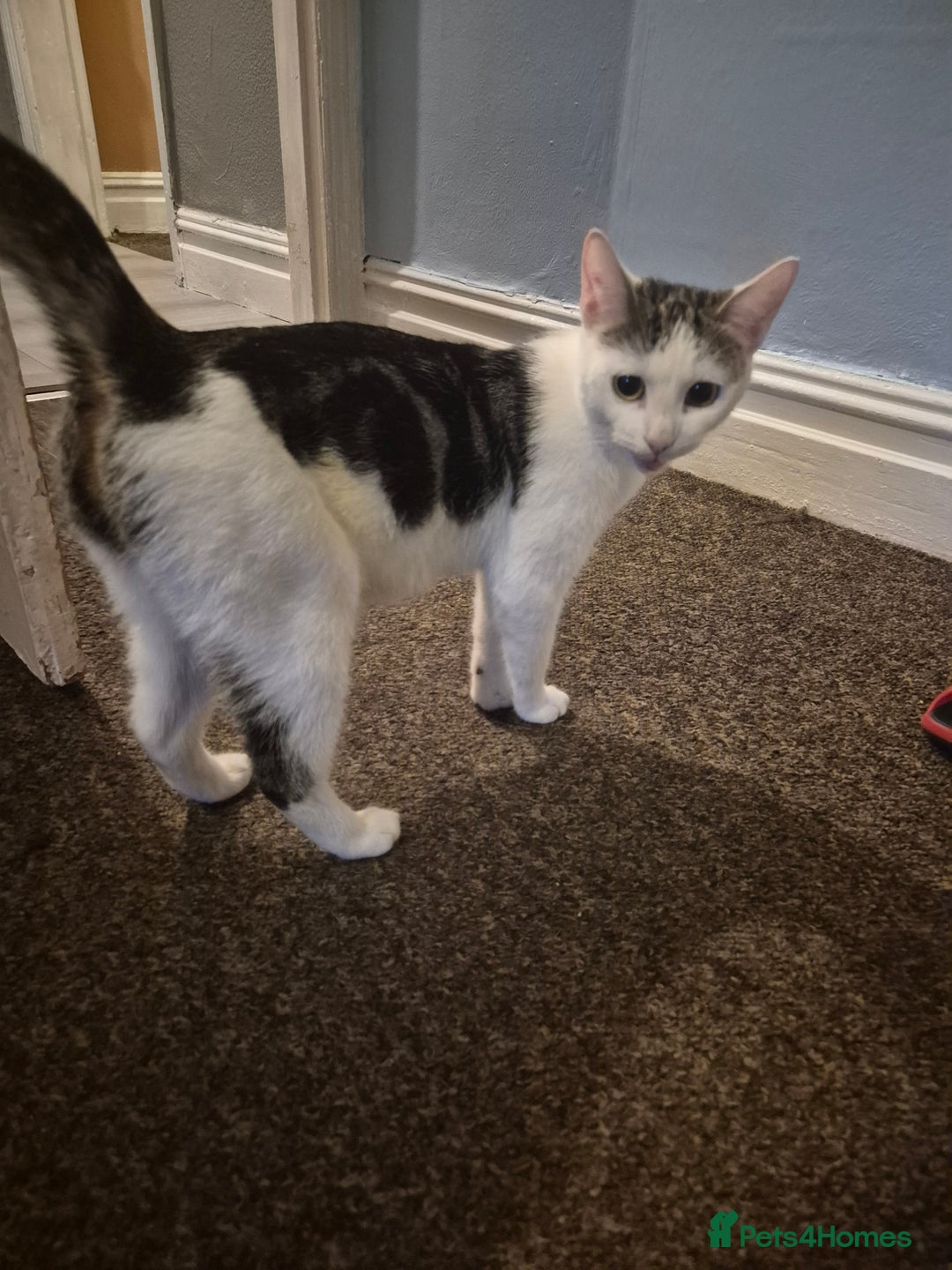 Dwelf cats for sale: 3 girls - Advert 1