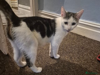 Dwelf cats 3 girls - Advert 1