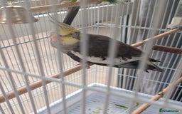Cockatiels birds for sale: Selling 2 amazing cockatiels  - Image 7