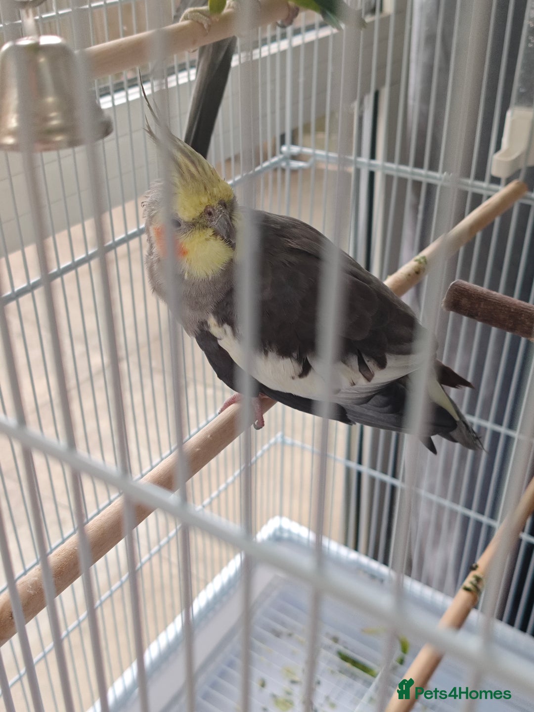 Cockatiels birds for sale: Selling 2 amazing cockatiels  - Image 7