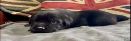 Labrador Retriever dogs for sale: Stunning KC Registered Labrador Puppies FTC Lines - Advert 10